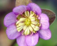 Nice pink single flowers with petaloid stamens